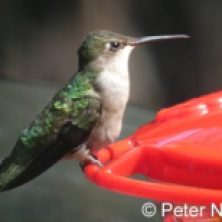 cropped-hummingbird-pn-345x240-1.jpg